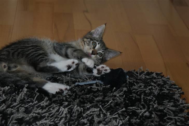 Blanding af racer Joey billede 10