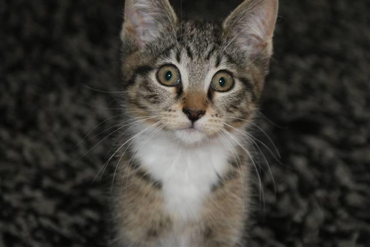 Blanding af racer Joey billede 11