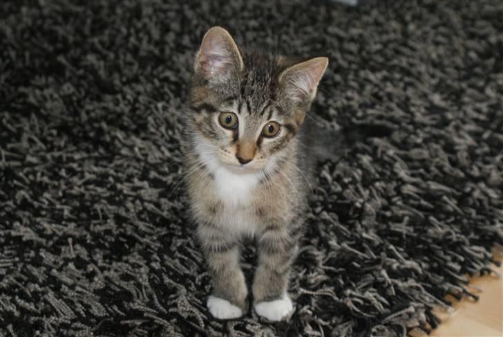 Blanding af racer Joey billede 12