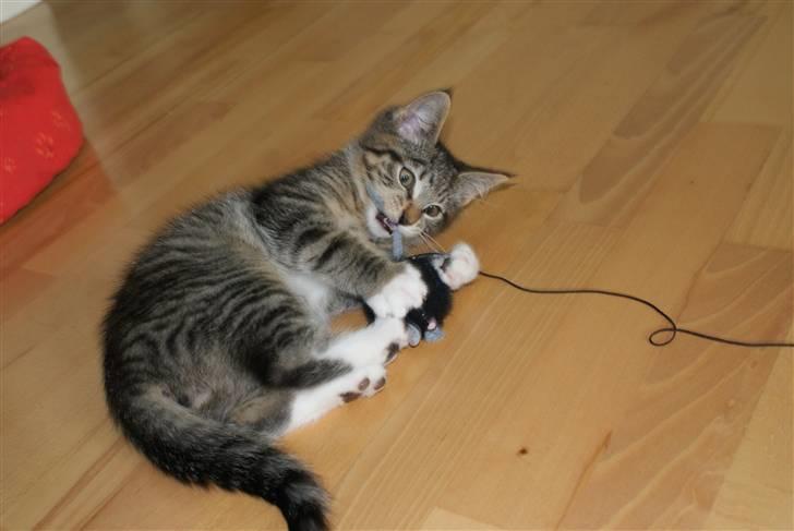 Blanding af racer Joey billede 13