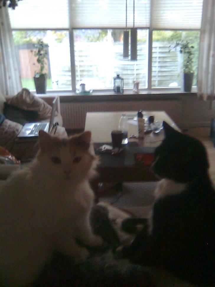 Huskat Gizmo - jeg hadder at få billeder billede 15