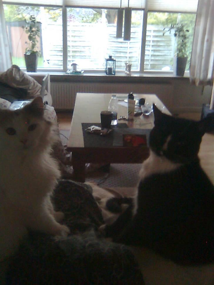 Huskat Gizmo - :,( billede 16