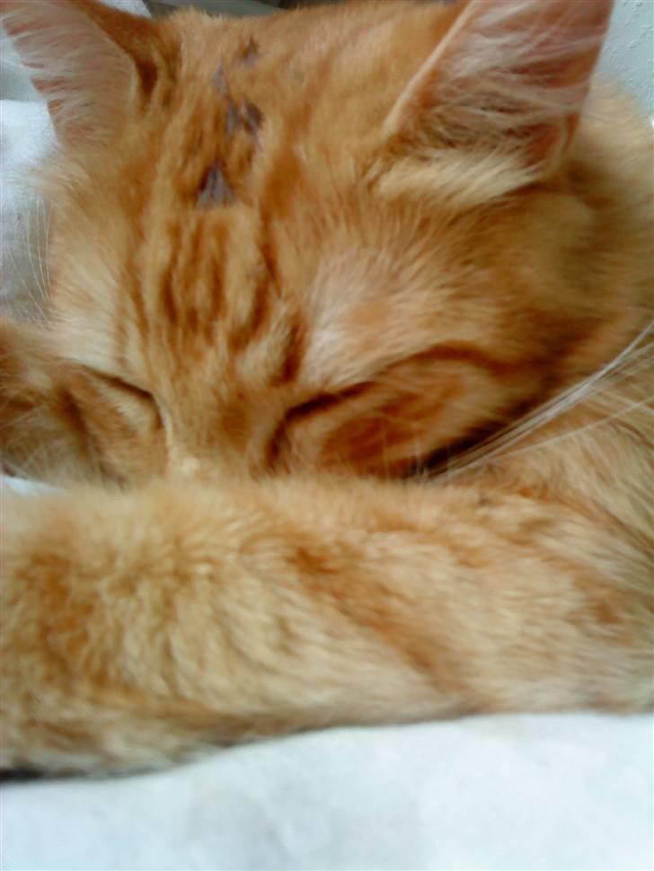 Blanding af racer Garfild/Miv billede 1