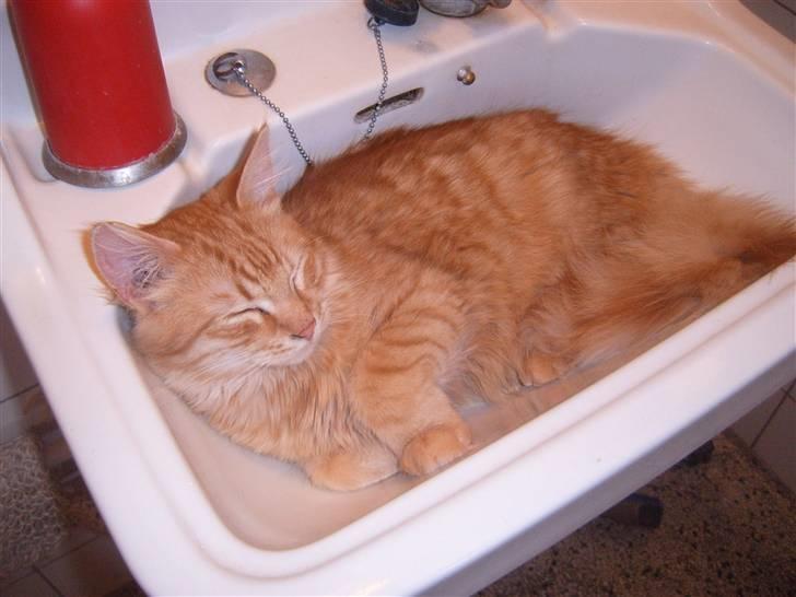 Blanding af racer Garfild/Miv billede 2