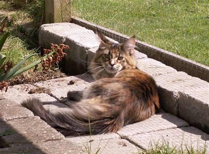 Maine Coon (N) Lilletun´s Papaya - 6 månder gammel  billede 12