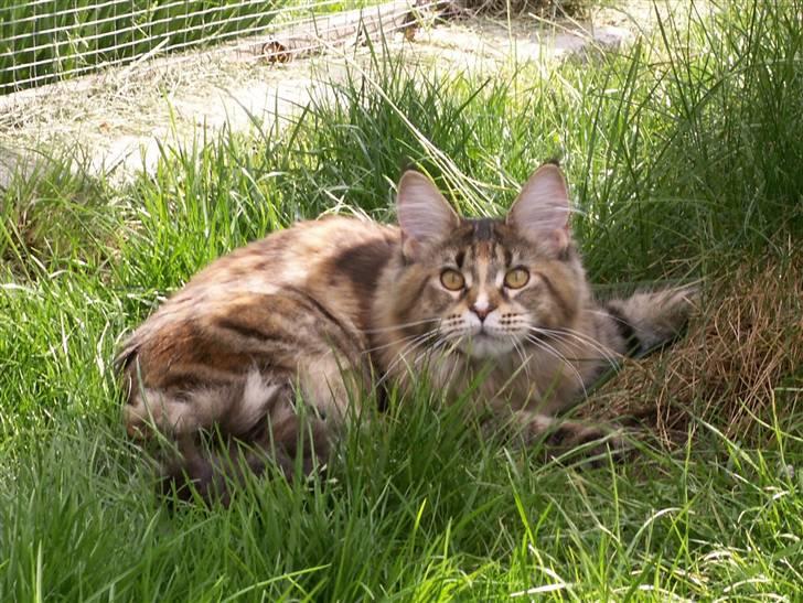 Maine Coon (N) Lilletun´s Papaya - 6 månder gammel  billede 13