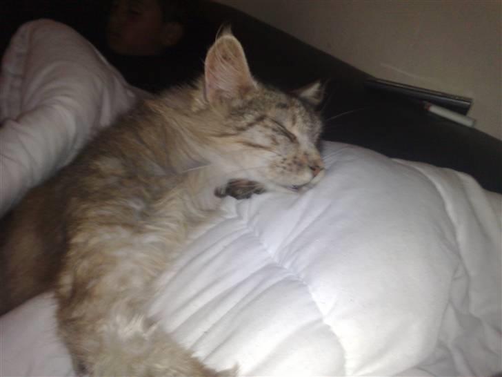 Maine Coon prisilla billede 4