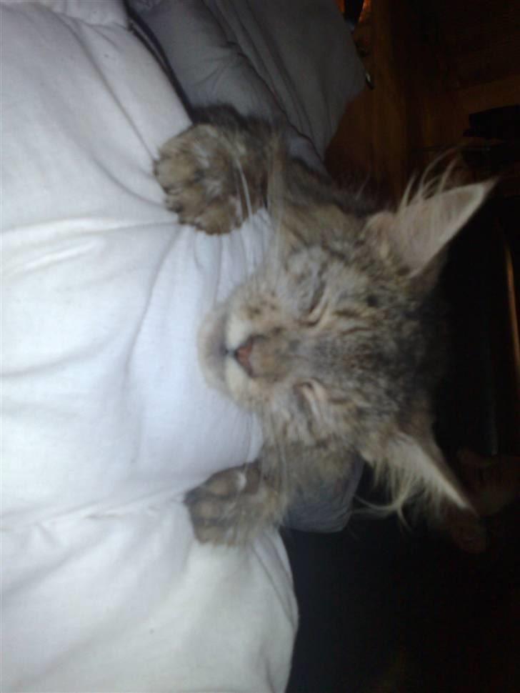 Maine Coon prisilla billede 5