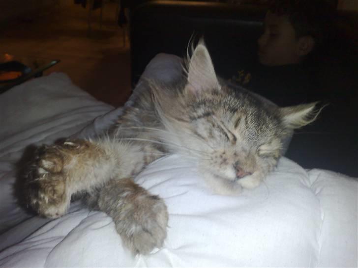 Maine Coon prisilla billede 6