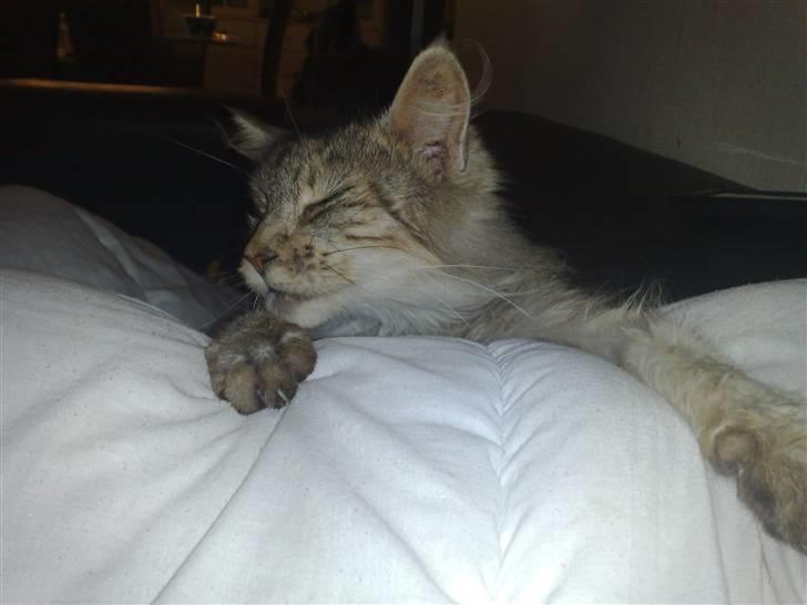 Maine Coon prisilla billede 7