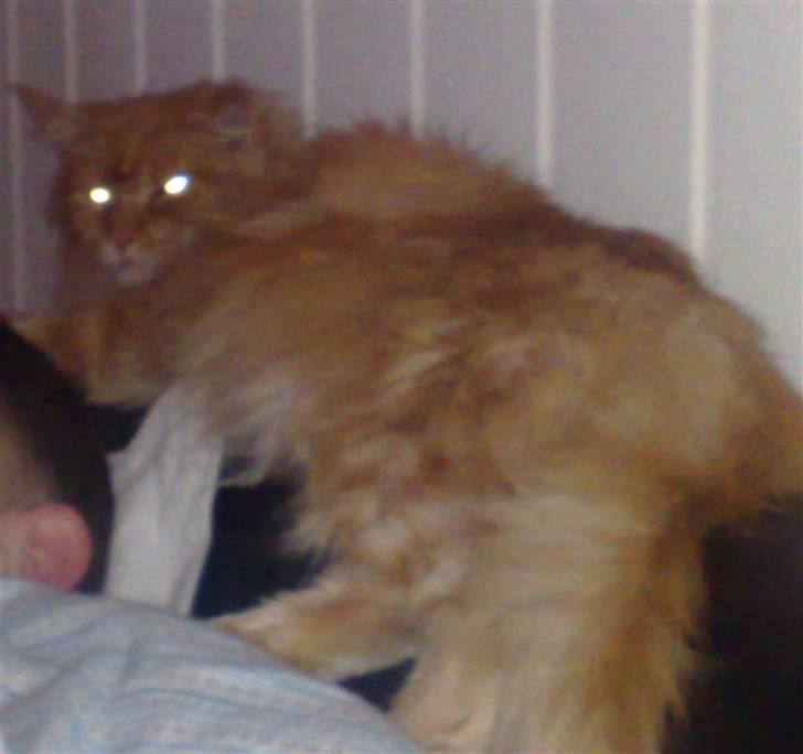 Maine Coon Diablo billede 6