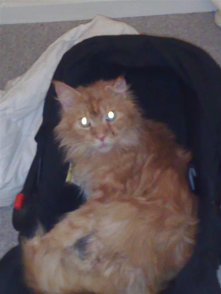 Maine Coon Diablo billede 7