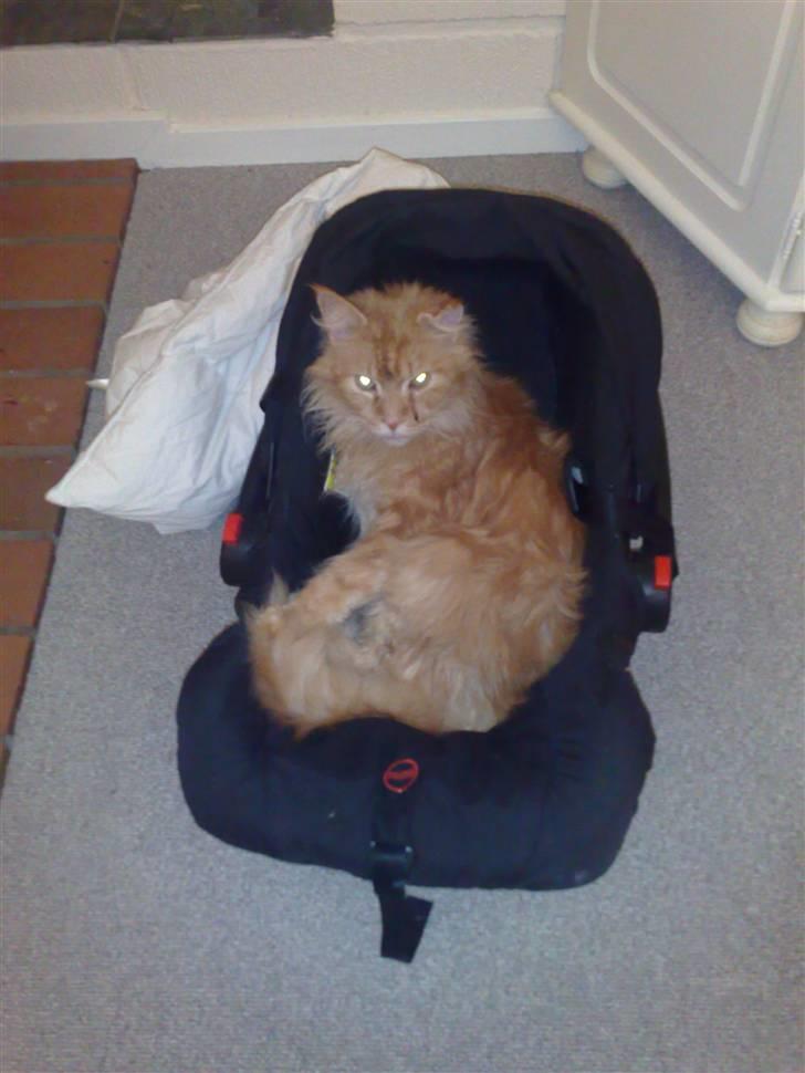 Maine Coon Diablo billede 8