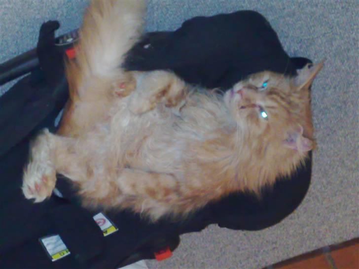 Maine Coon Diablo billede 9