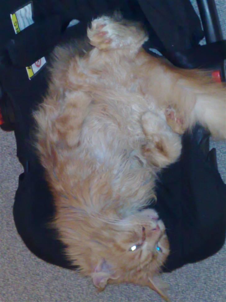 Maine Coon Diablo billede 10