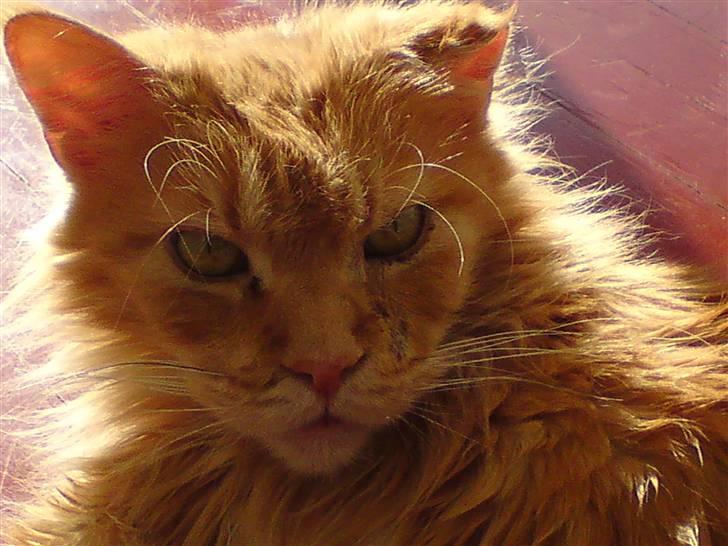 Maine Coon Diablo billede 11