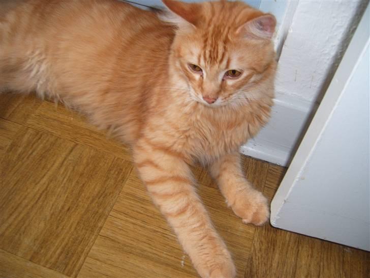 Blanding af racer Garfild/Miv billede 3