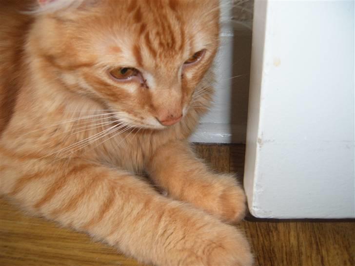 Blanding af racer Garfild/Miv billede 4