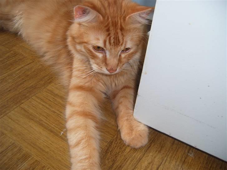 Blanding af racer Garfild/Miv billede 5