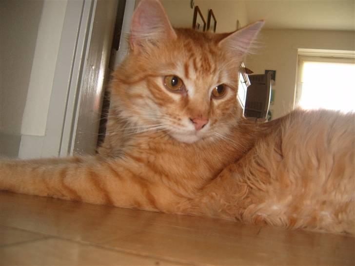 Blanding af racer Garfild/Miv billede 6