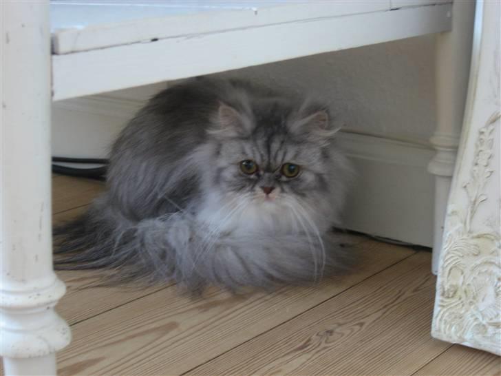 Perser Dumle billede 9