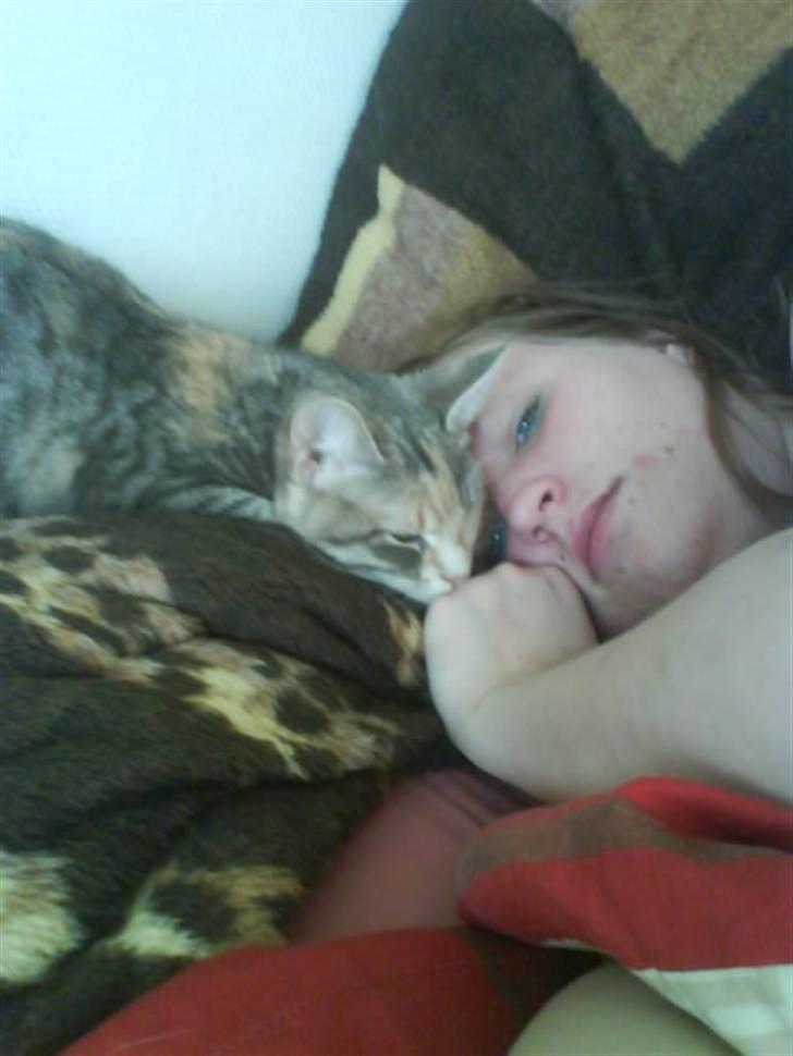 Huskat Bella (Himmelkat) billede 19