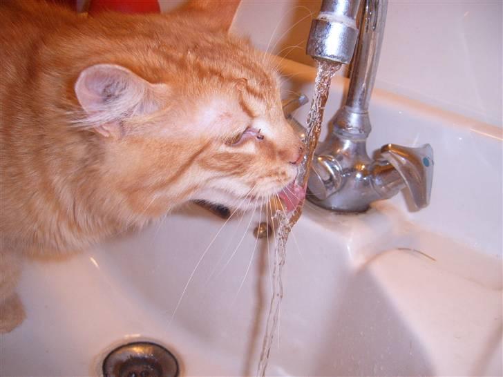 Blanding af racer Garfild/Miv billede 7