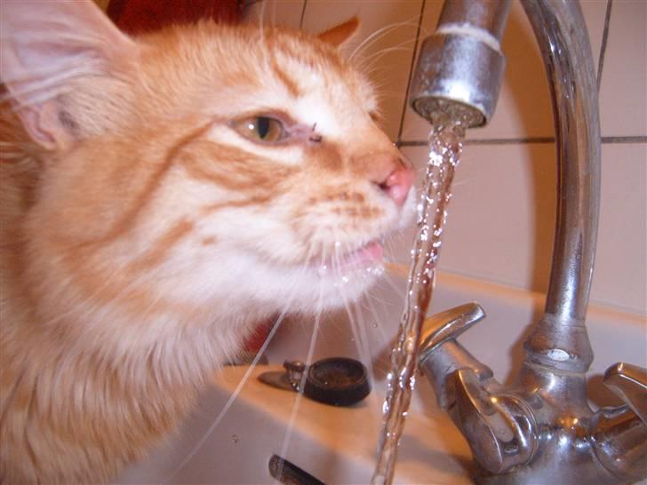 Blanding af racer Garfild/Miv billede 8