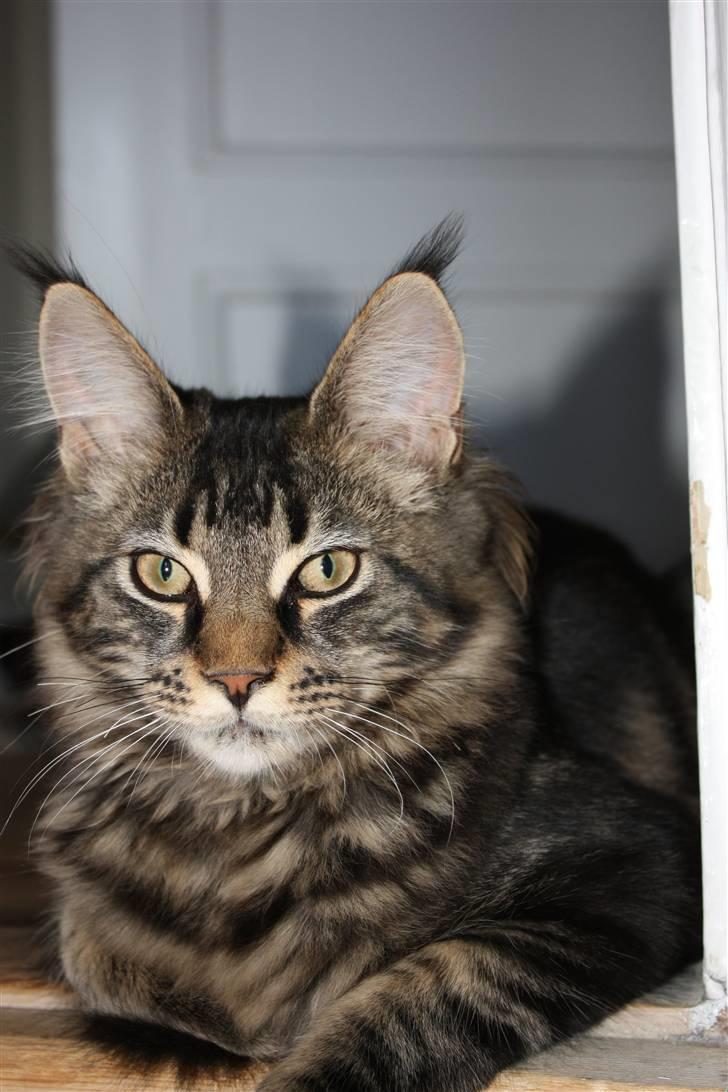 Maine Coon Hugo billede 6