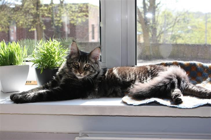 Maine Coon Hugo billede 7