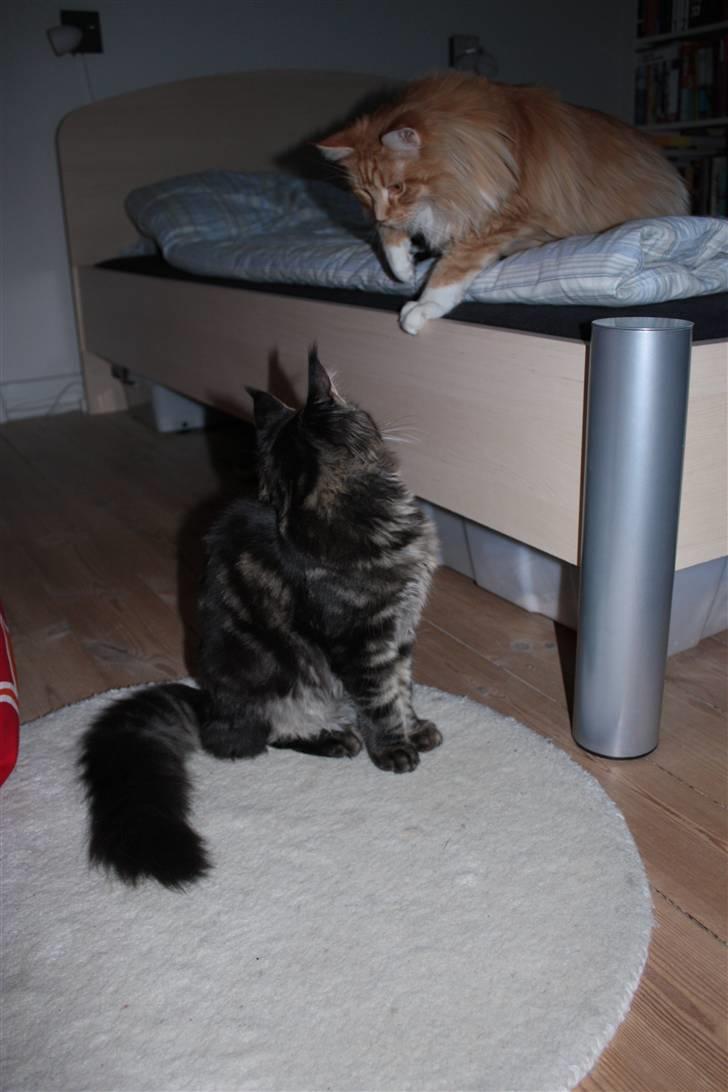 Maine Coon Hugo billede 8