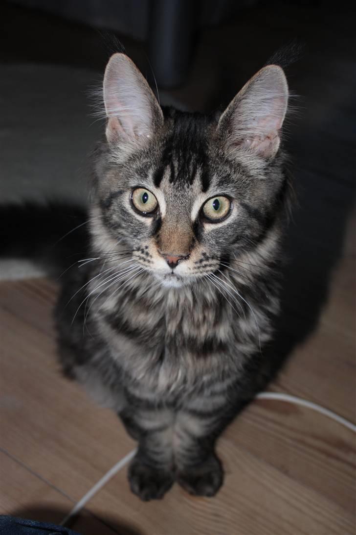 Maine Coon Hugo billede 9