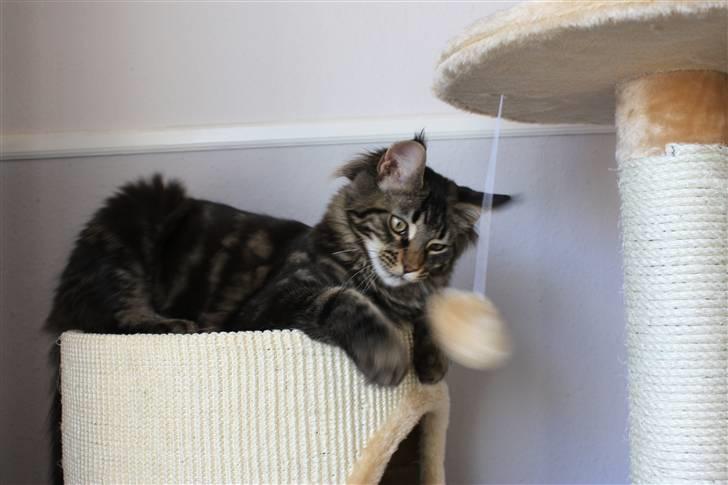 Maine Coon Hugo billede 10