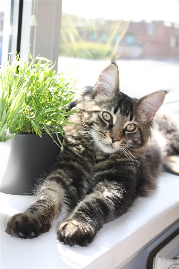 Maine Coon Hugo billede 11