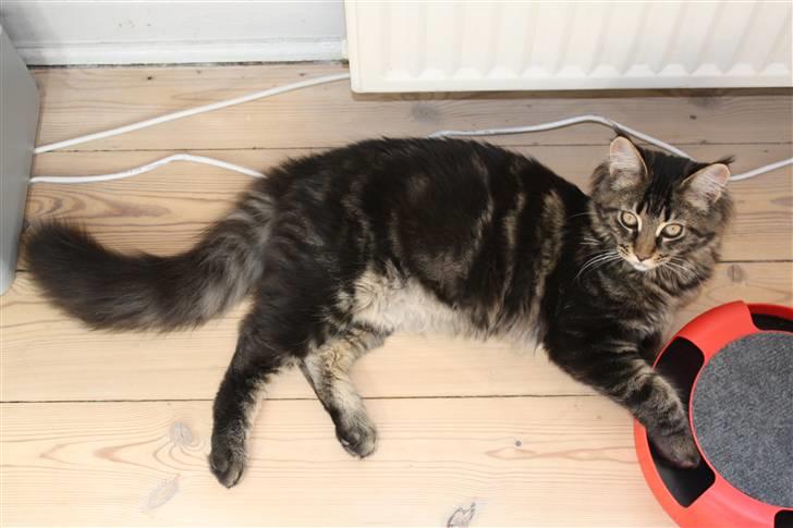 Maine Coon Hugo - Hugo knap 6 mdr gammel og 4 kg tung billede 12