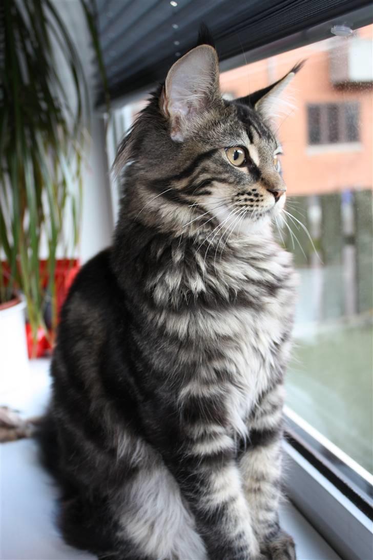 Maine Coon Hugo billede 13