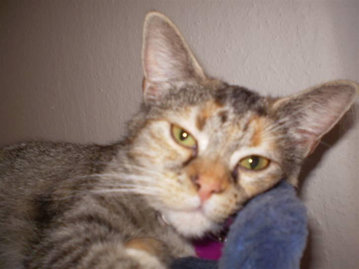 Huskat sille - tar´ sku da lige en slapper billede 1