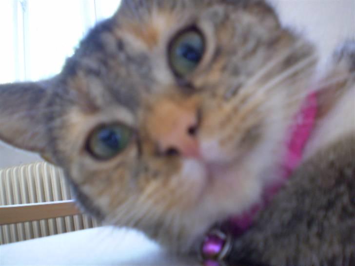 Huskat sille billede 2