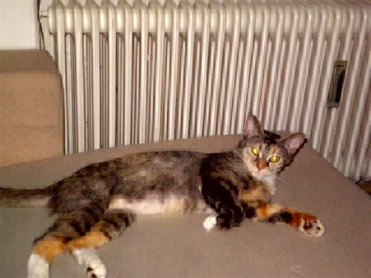 Huskat sille billede 3