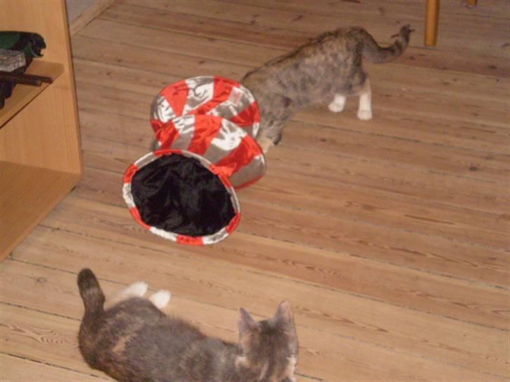 Huskat sille - sille og min tidligere kat freja leger lidt billede 4