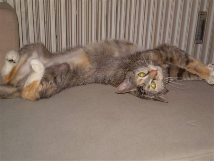 Huskat sille - rul rundt!!!!! hehe haha billede 5