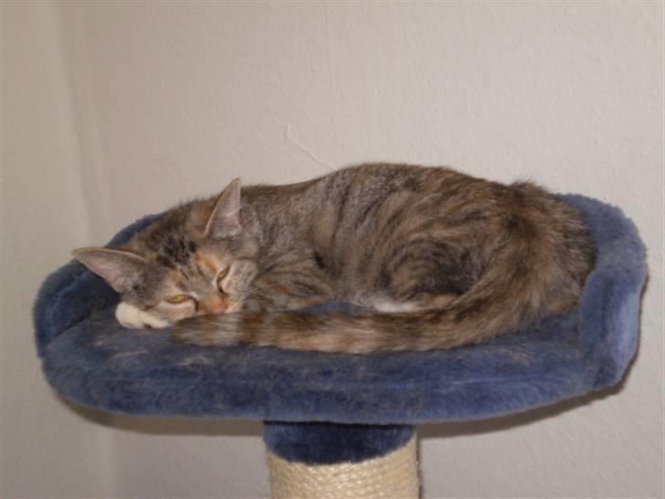 Huskat sille - ZzZzZzZZ billede 6