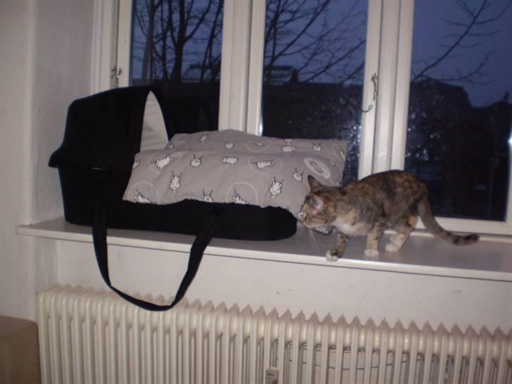 Huskat sille - så skulle sille lige snuse lidt til baby;) billede 7