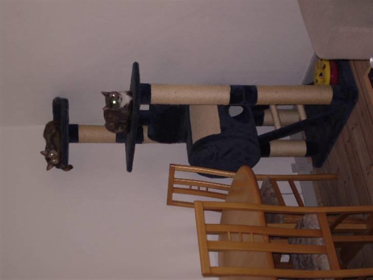 Huskat sille billede 8