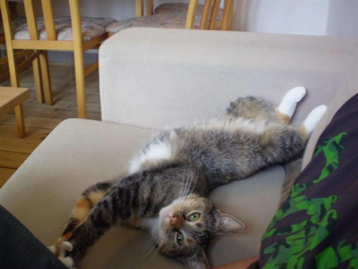 Huskat sille billede 9