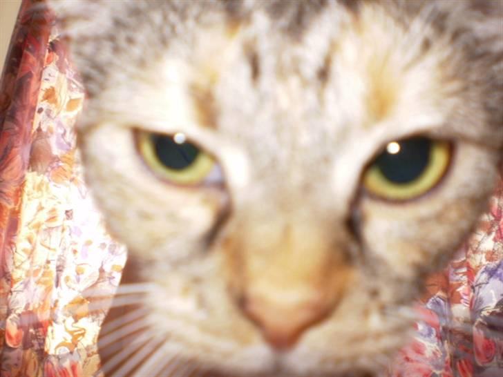 Huskat sille - ARRGGGG den skide blits, få den væææækk!!!!!!!!!!!!!!!! billede 10