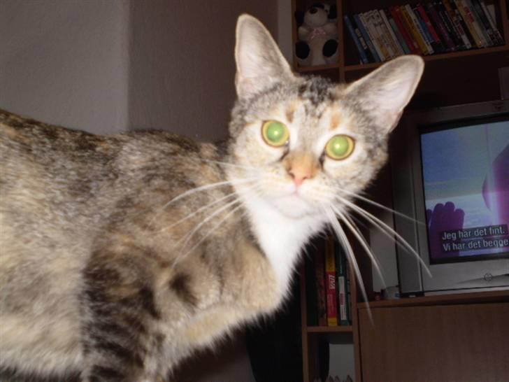 Huskat sille - så, så man lige mig billede 11