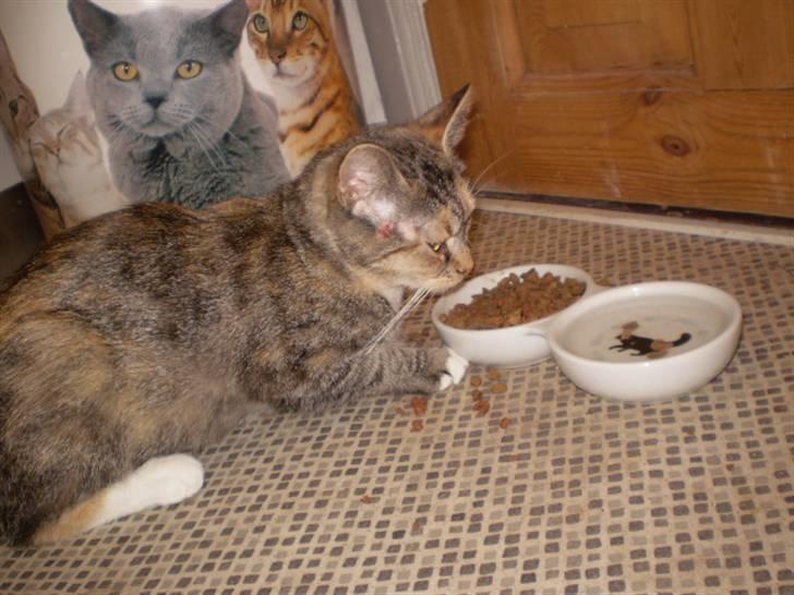 Huskat sille - mmmmmmm mad billede 12