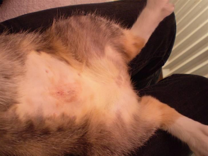 Huskat sille - så blev man sku lige steriliseret, men det heler jo rigtigt godt og hurtigt billede 13