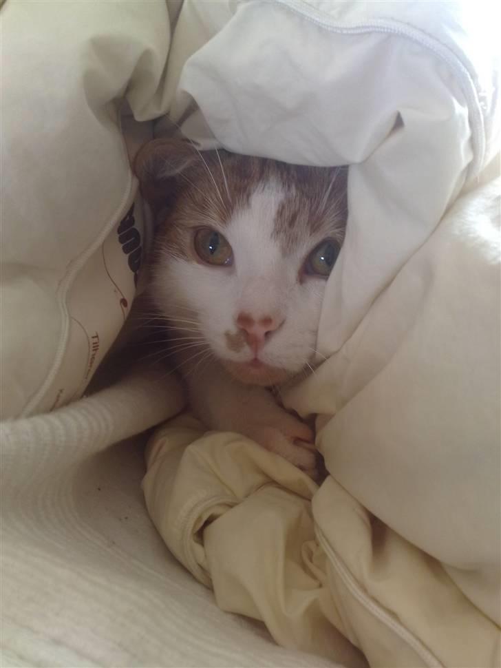 Huskat Luske <3 - Hvad vil du mor, må jeg ikke sove  :P 07/05-09 billede 14